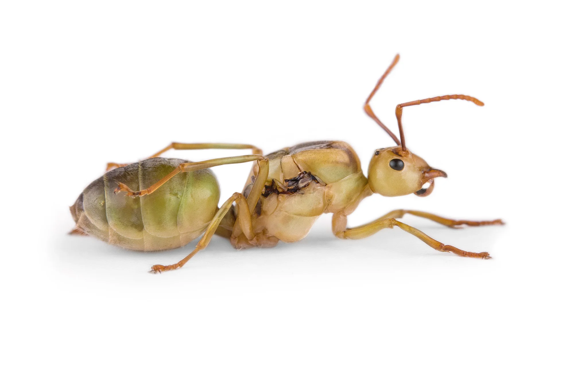 Oecophylla-smaragdina01.jpg
