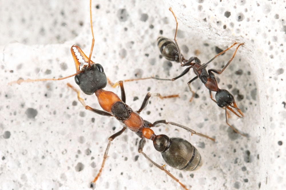 Aus Ants — Ytong Nests