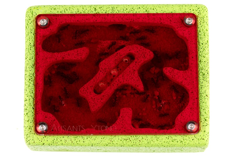 aus-ants-ytong-ant-farm.jpg