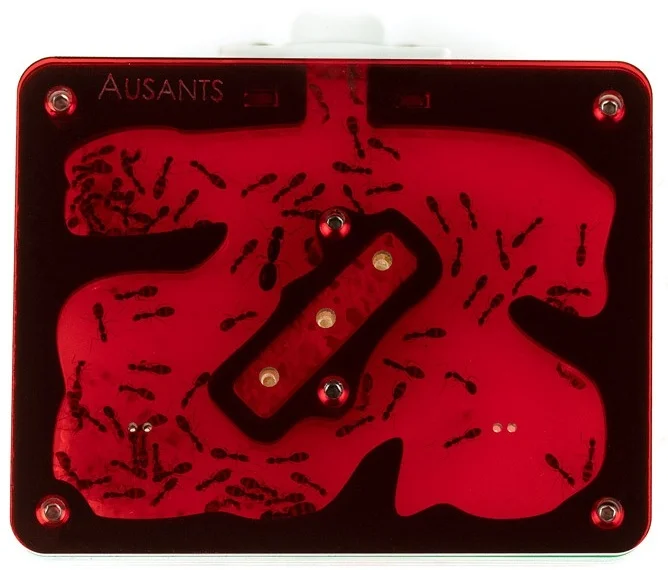 aus-ants-acrylic-ant-farm%2B%25282%2529.jpg