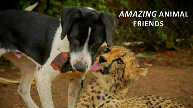 AMAZING ANIMAL FRIENDS — Justin Purefoy