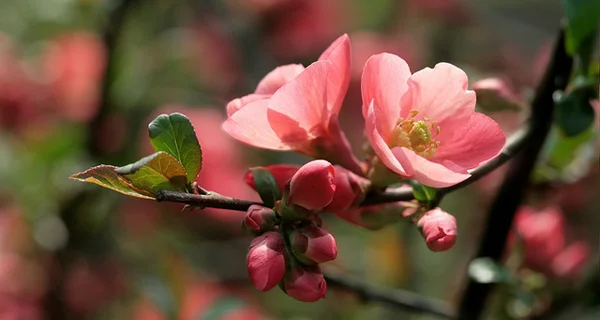 chaenomeles_articolo_5.jpg