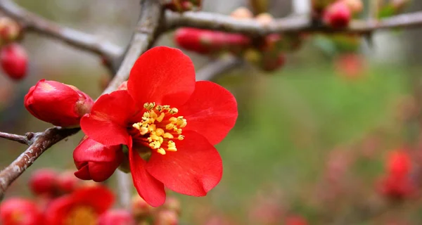 chaenomeles_articolo_7.jpg