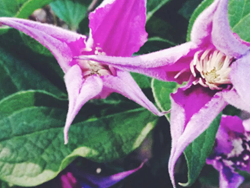 Clematis_Copertina.jpg