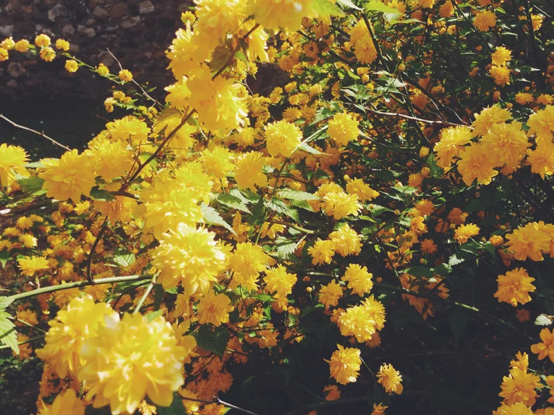 kerria-japonica_2.jpg