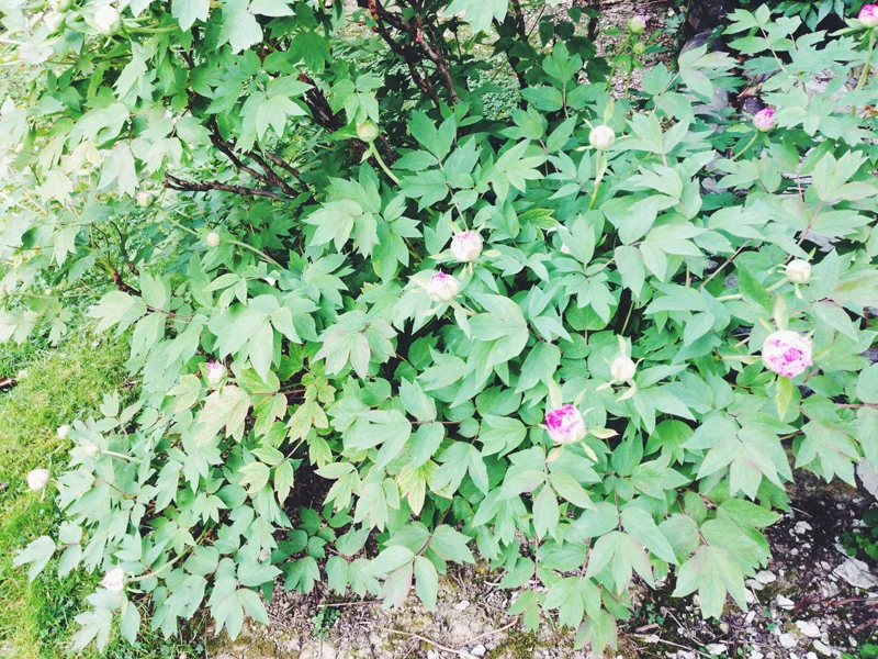 peonie.jpg