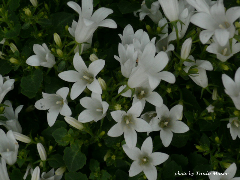 fiore-campanula.jpg