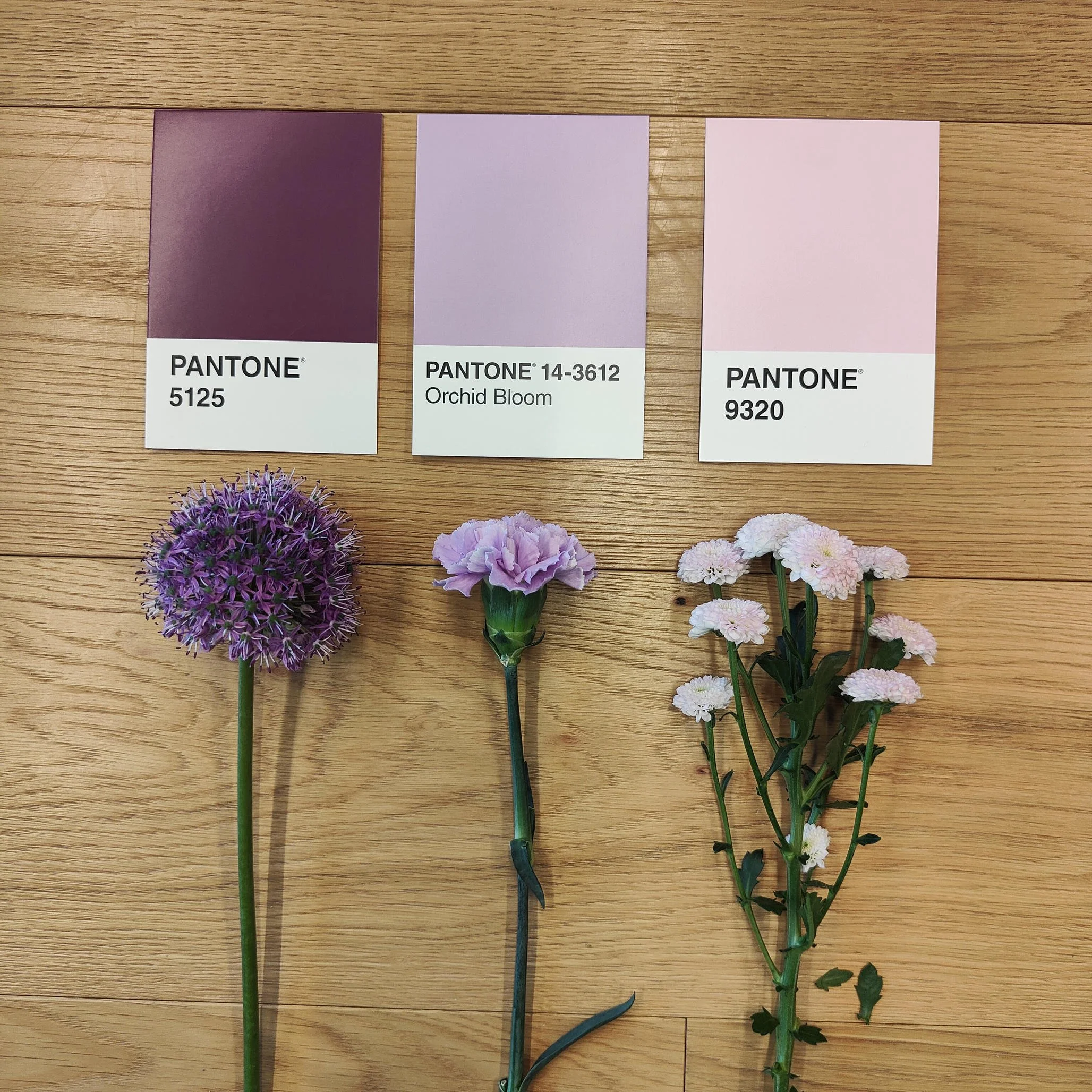 Tania muser  wax flower santini lisianthus allium garofani matricaria flower workshop milano