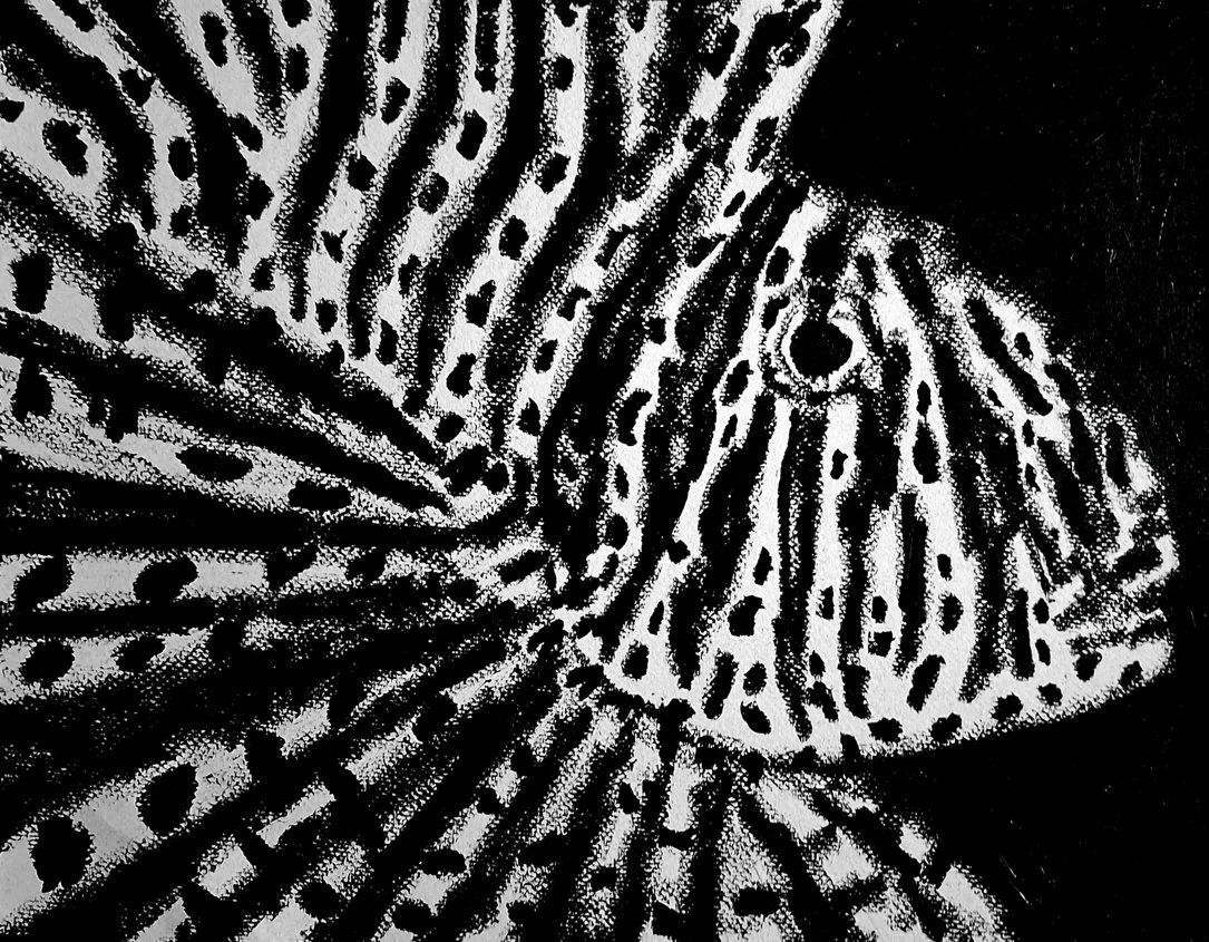 A close-up artistic rendering of lionfish, focusing on details