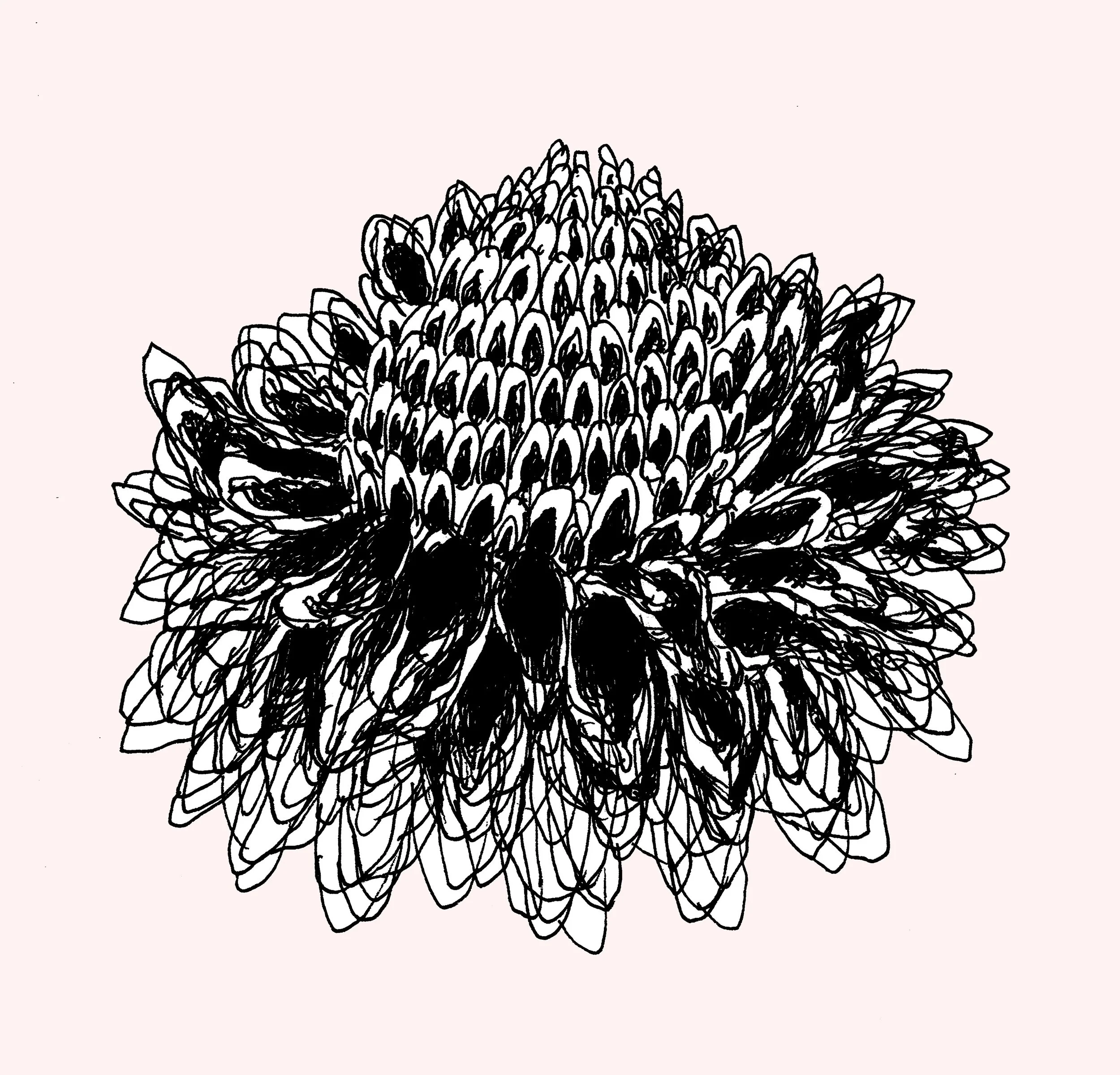 A detailed pen and ink drawing of a flower, highlighting the texture and form of the amphibian in a classic sketch style.