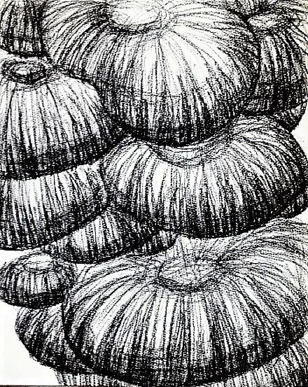 mushrooms-abstract-ink-drawing.jpg