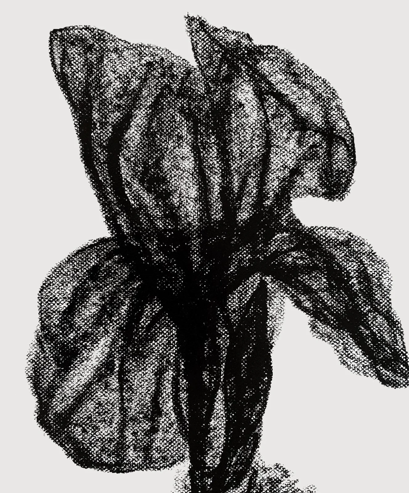 A close-up artistic rendering of iris flower, focusing on details