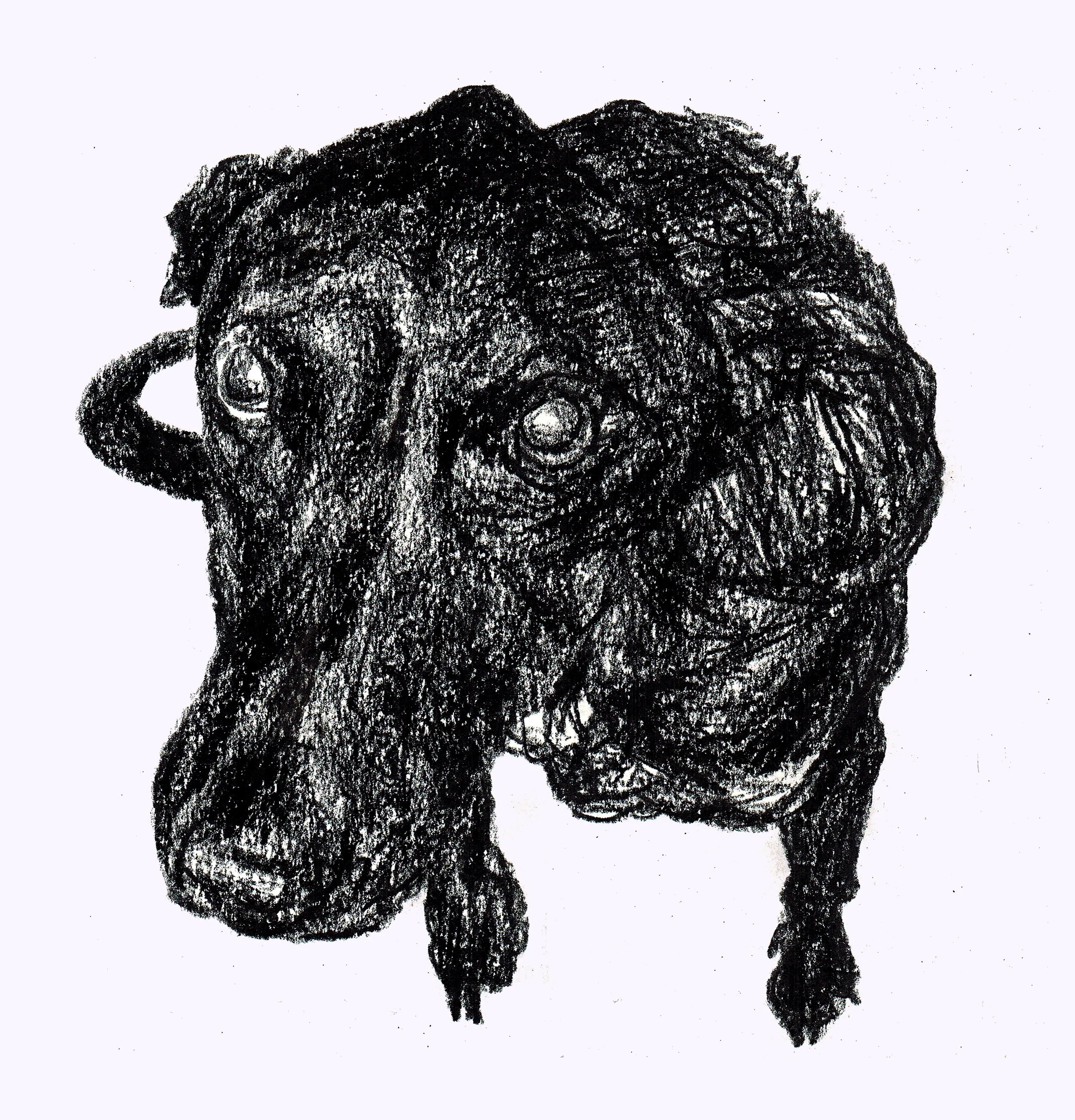 black-dog-linear-sketch.jpg