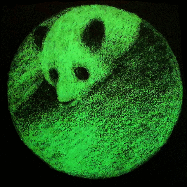 A striking illustration gif of a panda, blending realism with an artistic, dark aesthetic.