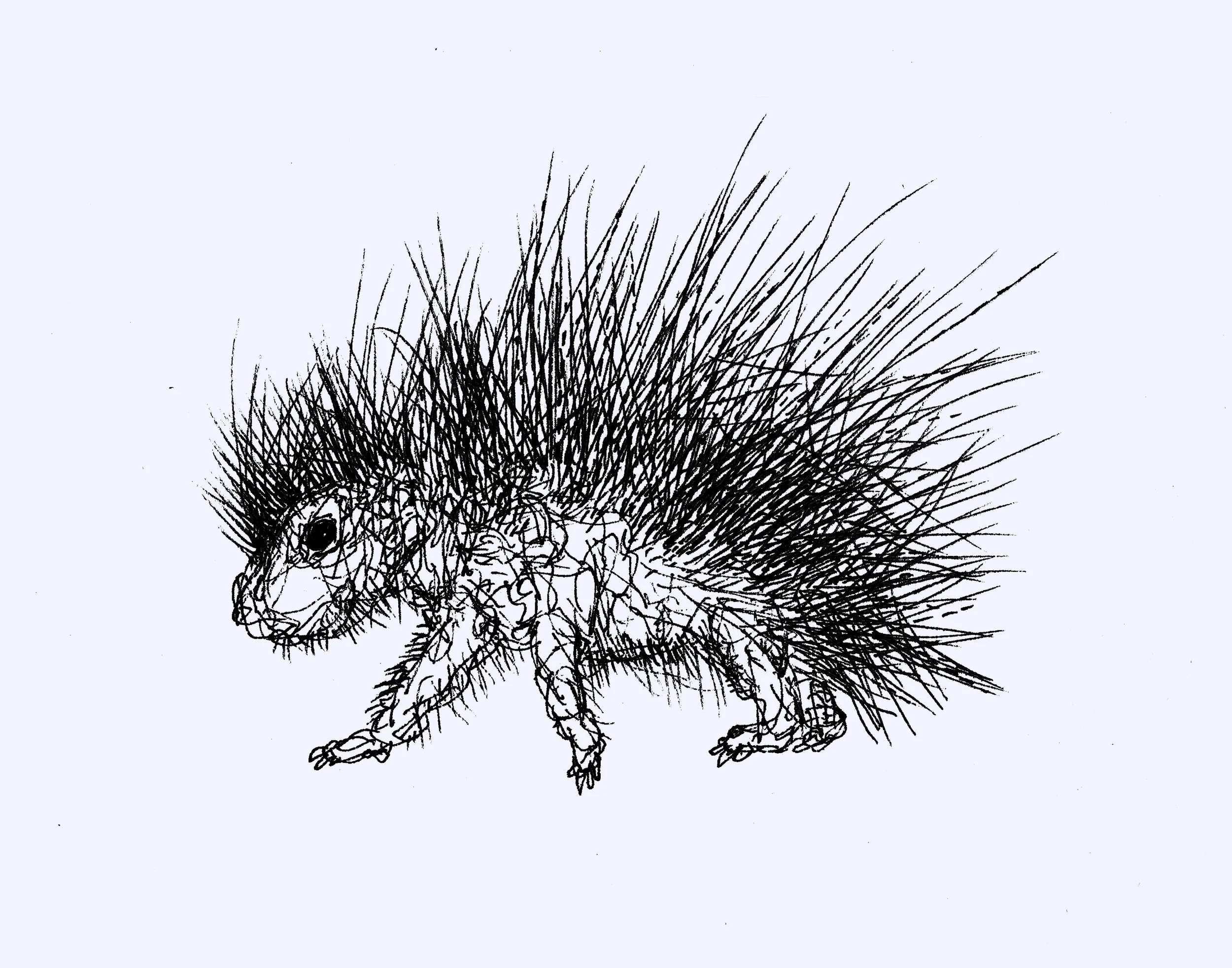 A detailed pen and ink drawing of a hedgehog, highlighting the texture and form of the amphibian in a classic sketch style.