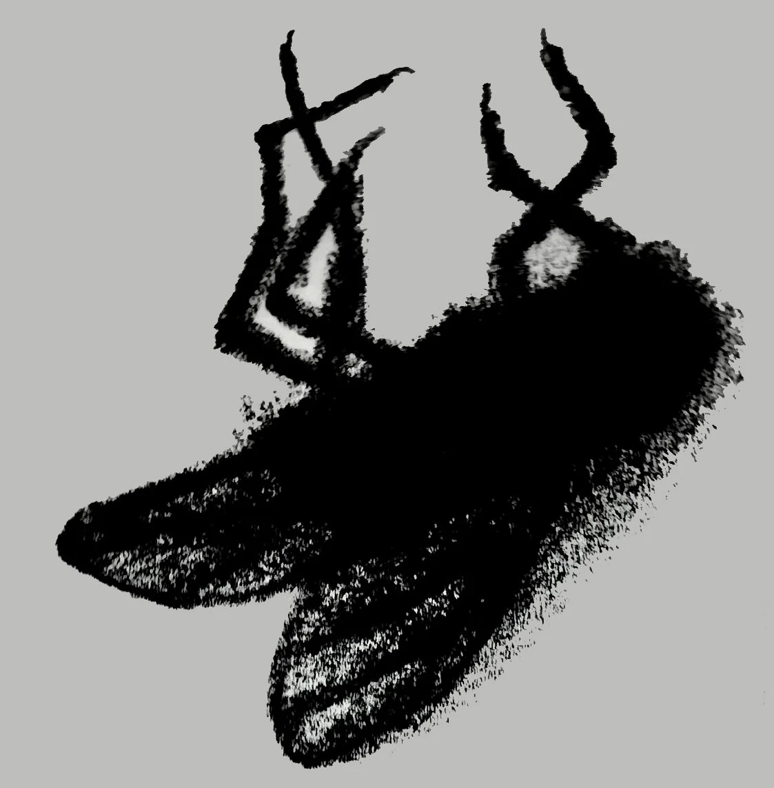 A mysterious fly silhouette, emphasizing shadow and form in a minimalist contemporary style.