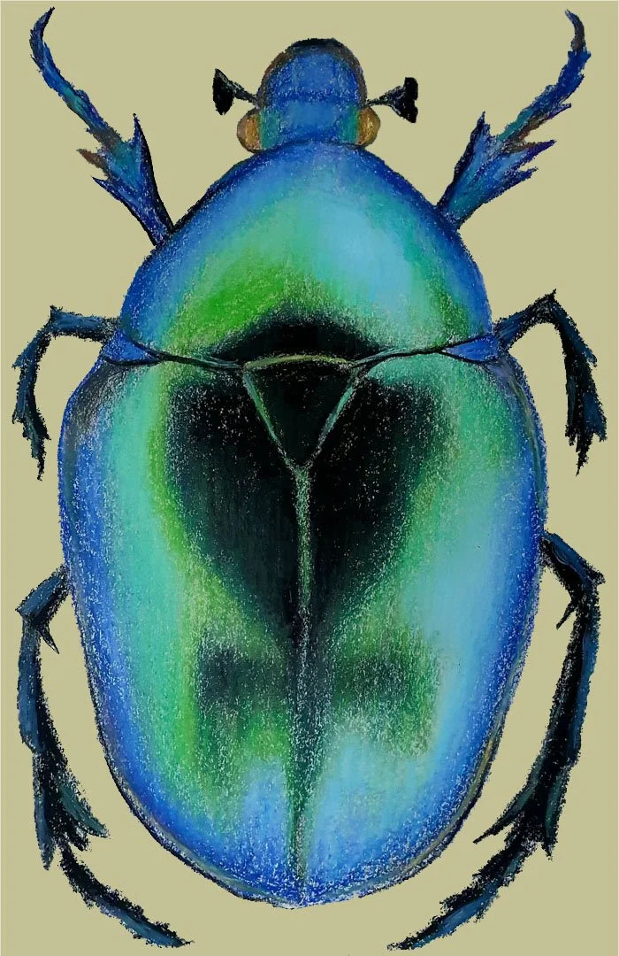 A vibrant insect illustration showcasing a beetle with bright green and blue textures in a unique style
