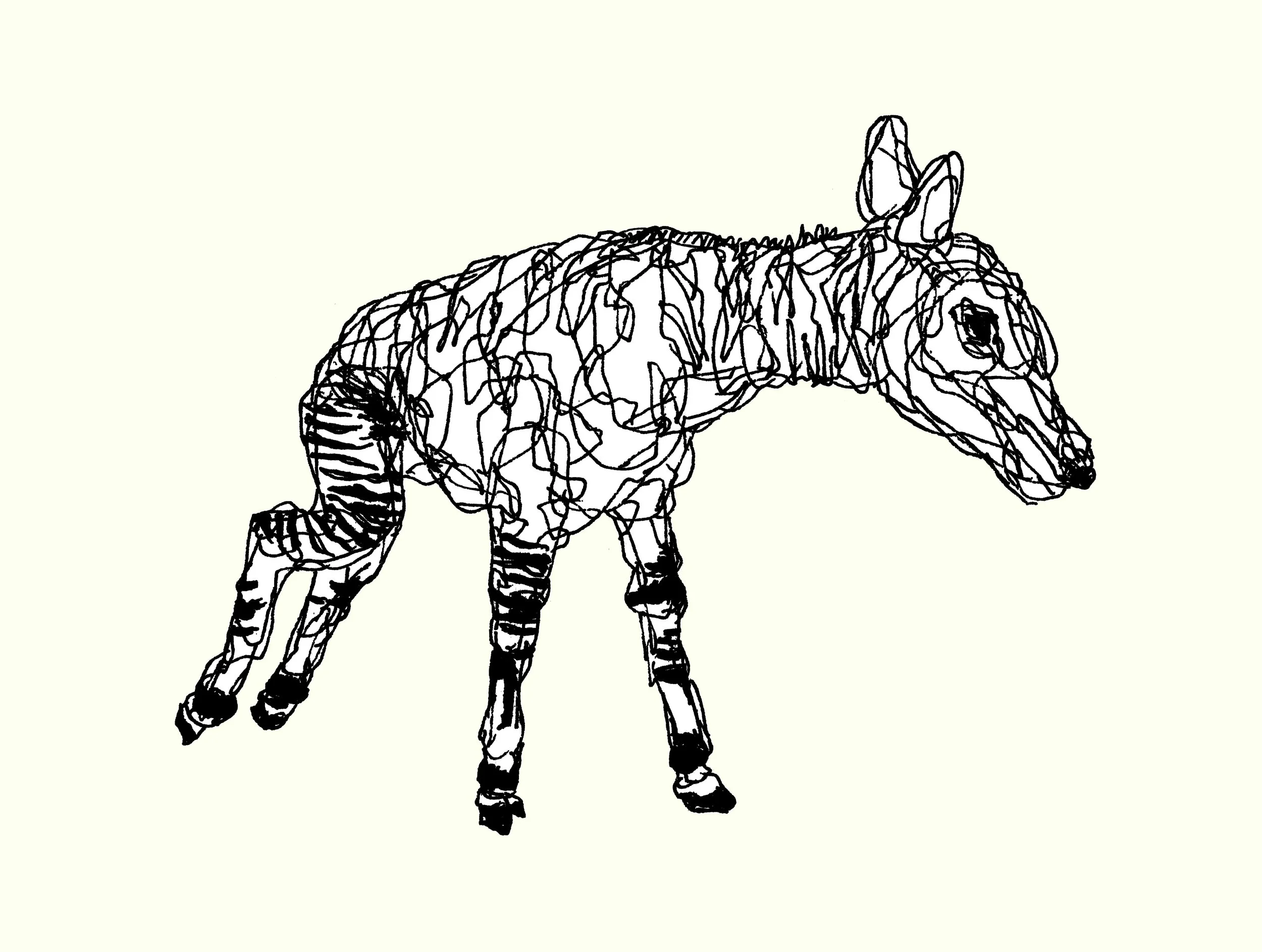 A detailed pen and ink drawing of an okapi antelope, highlighting the texture and form of the amphibian in a classic sketch style.
