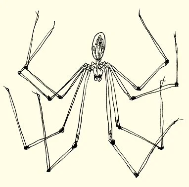 A fine-line ink drawing of a spider, capturing the segmented body and delicate details of the insect.