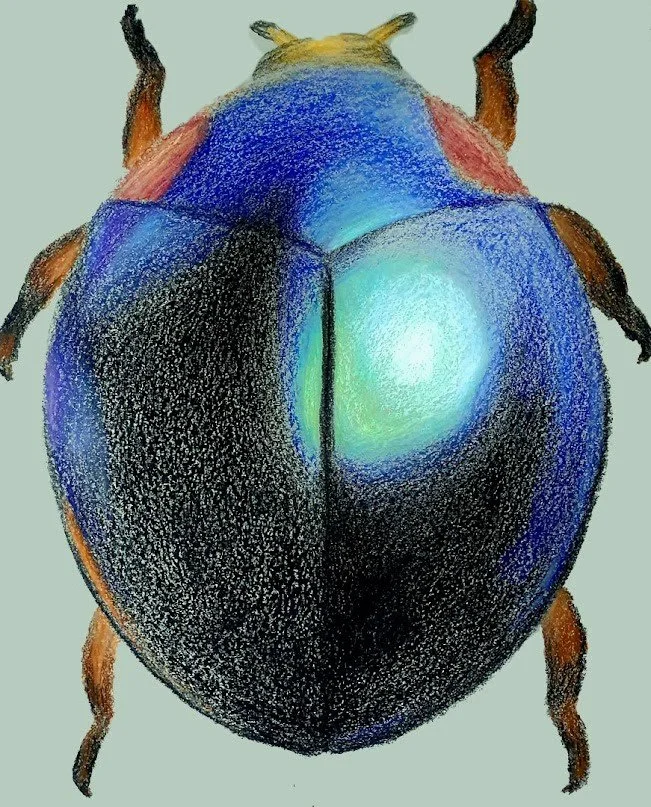 A vibrant insect illustration showcasing a beetle with bright green and blue and black textures in a unique style