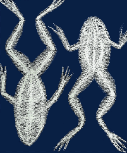 A psychedelic and colorful frogs painting featuring bold patterns and intense, vibrant energy.