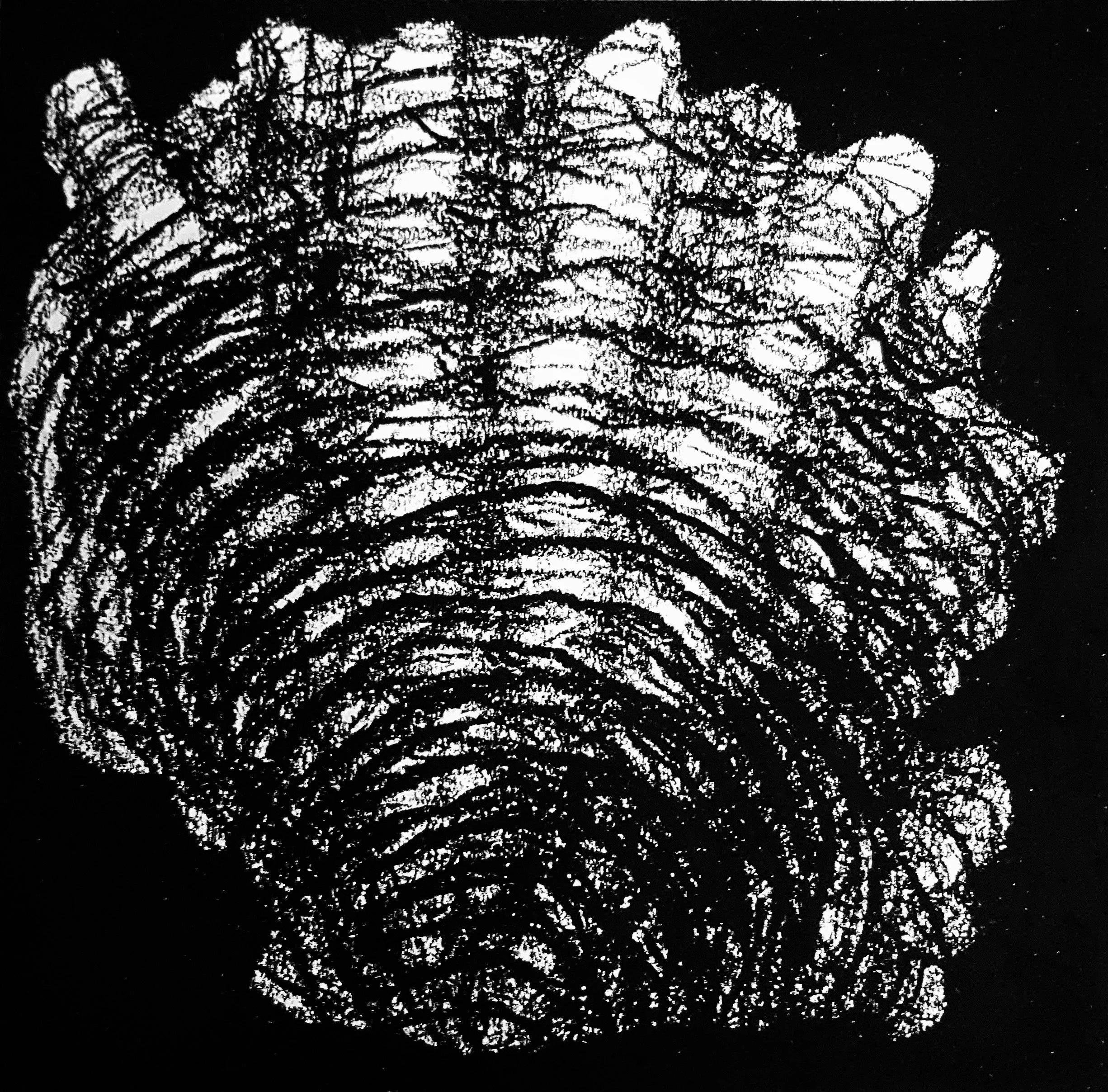 shell-shadow-pen-illustration.jpg