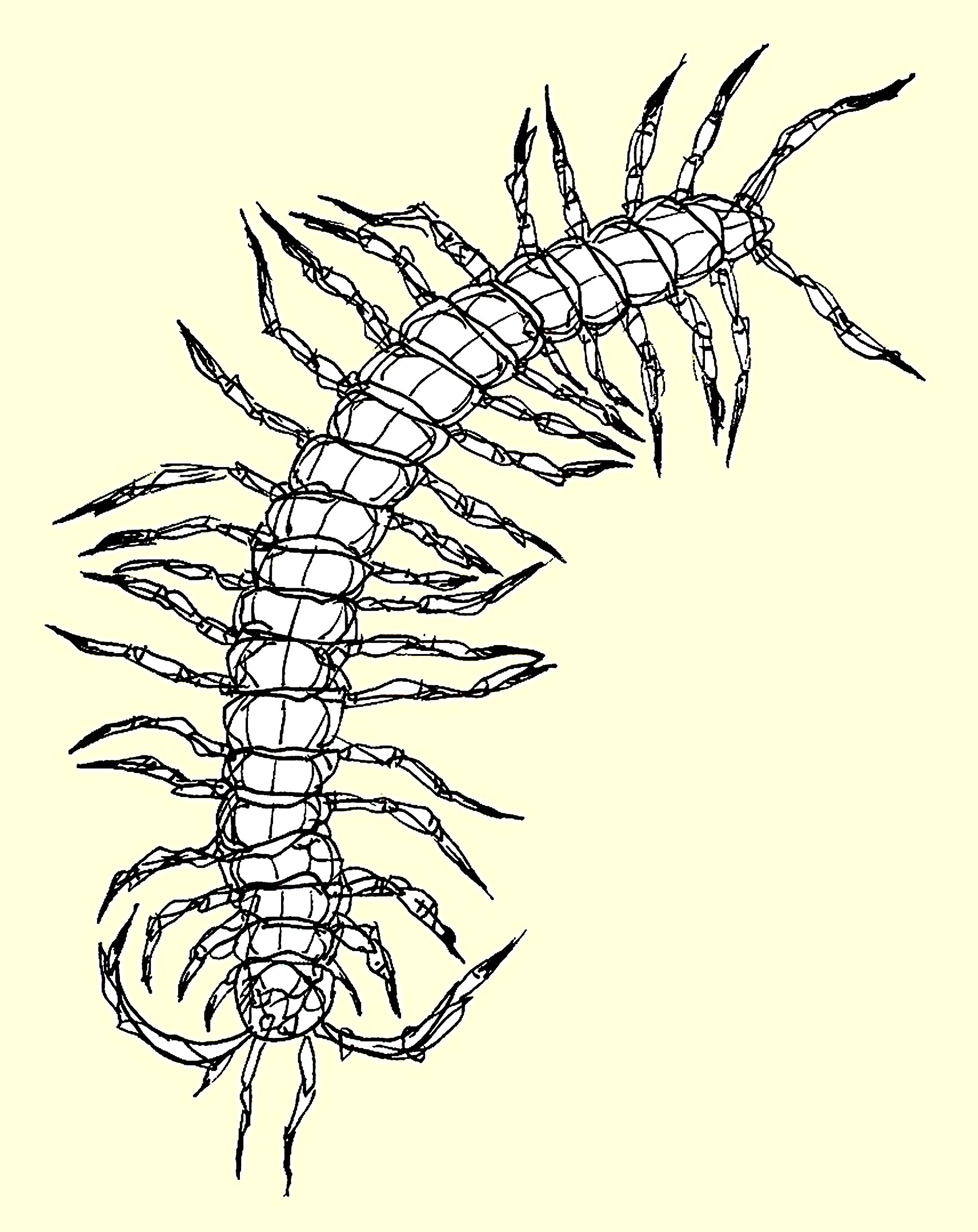 A fine-line ink drawing of a centipede, capturing the segmented body and delicate details of the insect.