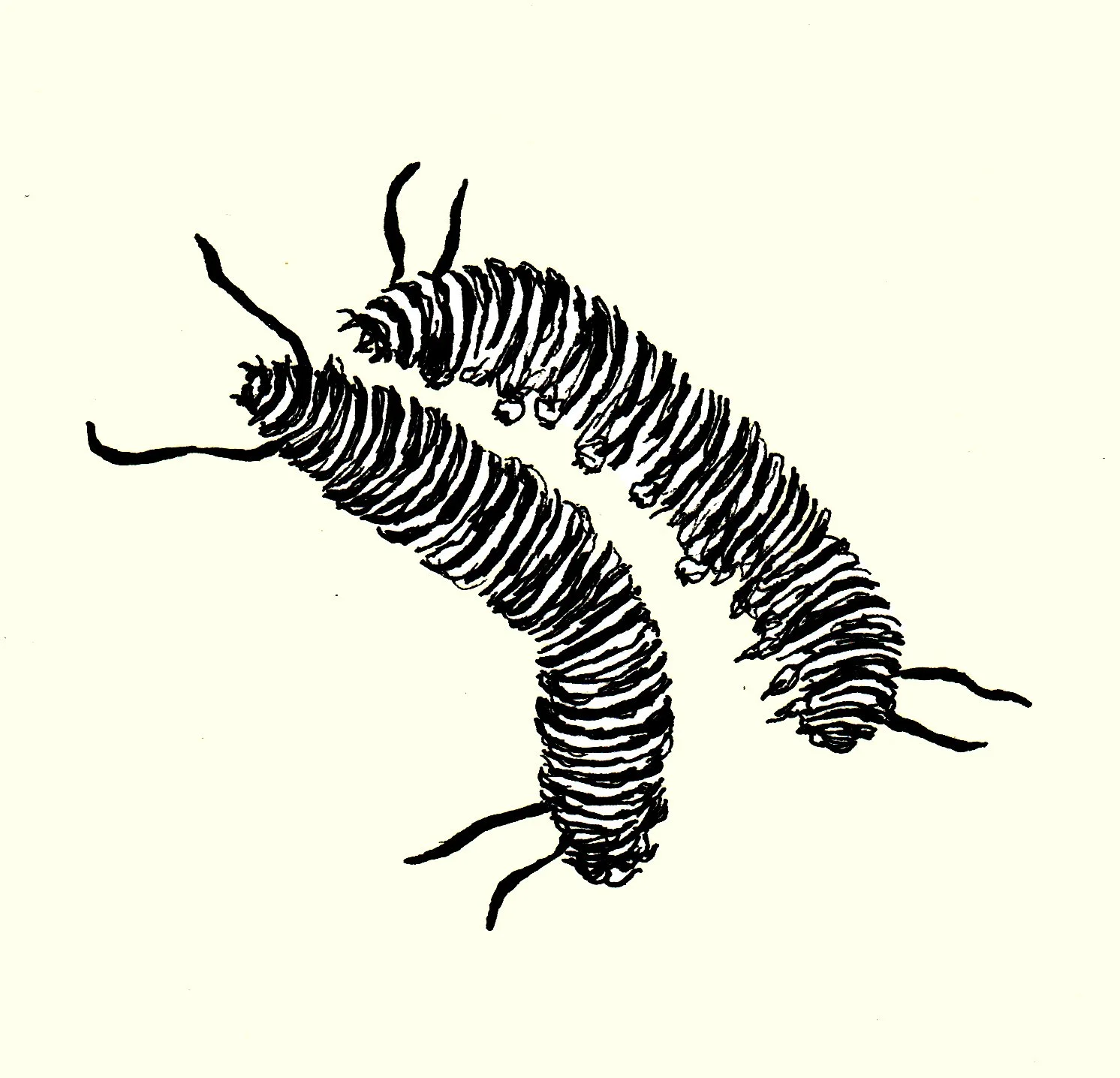 A fine-line ink drawing of a caterpillar, capturing the segmented body and delicate details of the insect.