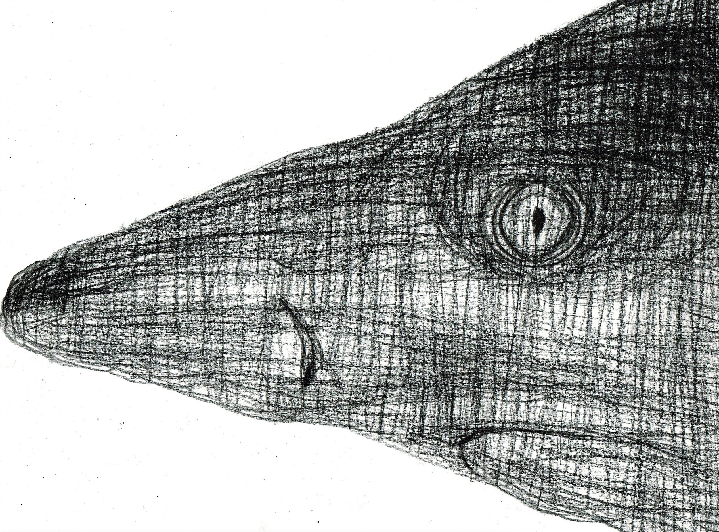 shark-expressive-drawing.jpg