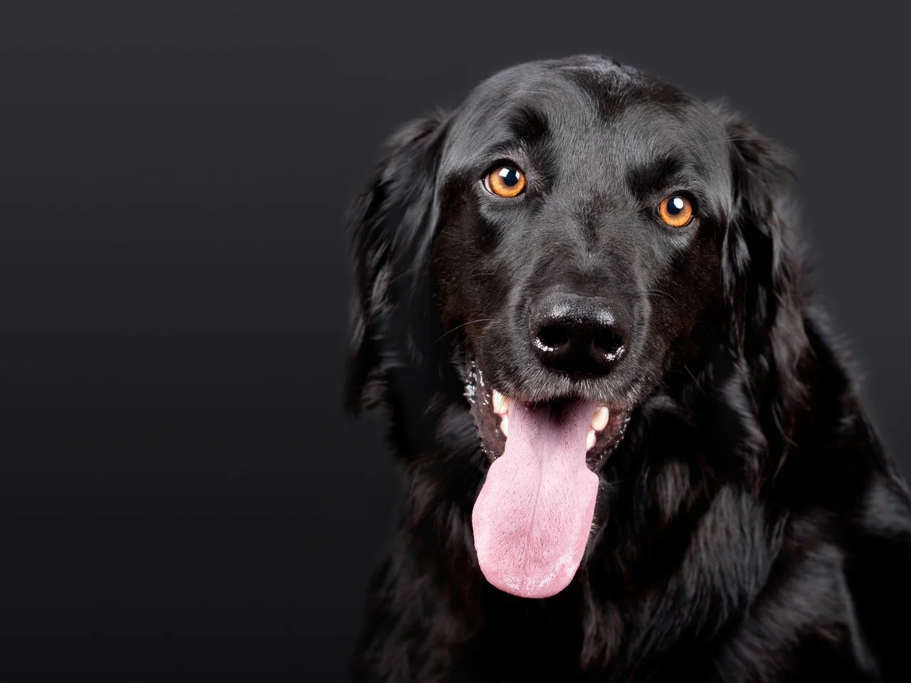 Darwin Vet Hospital flat-coated-retriever.jpg