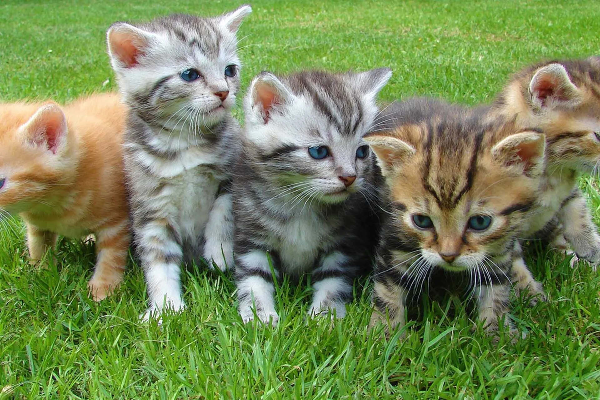 Kittens Darwin Vet.jpg