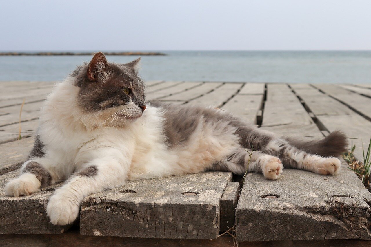 cat-beach Darwin Vet.jpg
