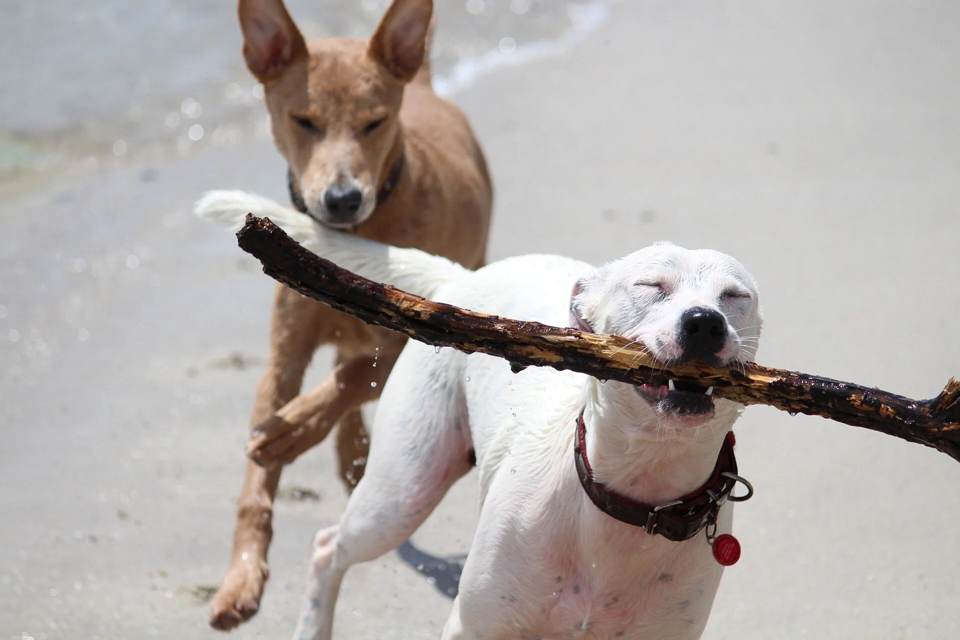 Beach play dogs Darwin Vet.jpg