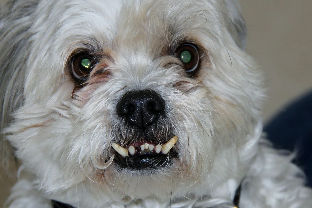 Dental-Darwin Vet.jpg