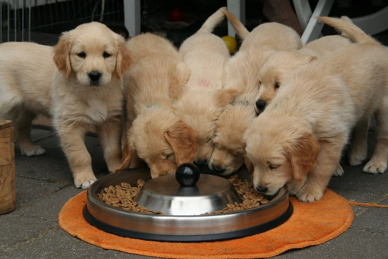 golden-retriever-puppy-Darwin Vet.jpg