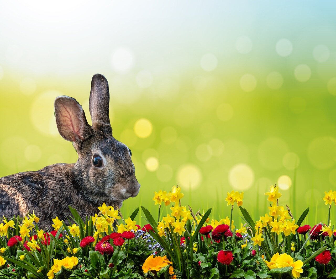 rabbit-flowers darwin Vet.jpg