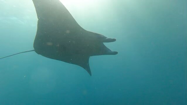 Undeniably still one of my ultimate highlights of 2023, diving with these majestic and beautiful giants of the sea&hellip;. #mantas #mantarays #nusapenida #diving #scuba #reeflexdivers