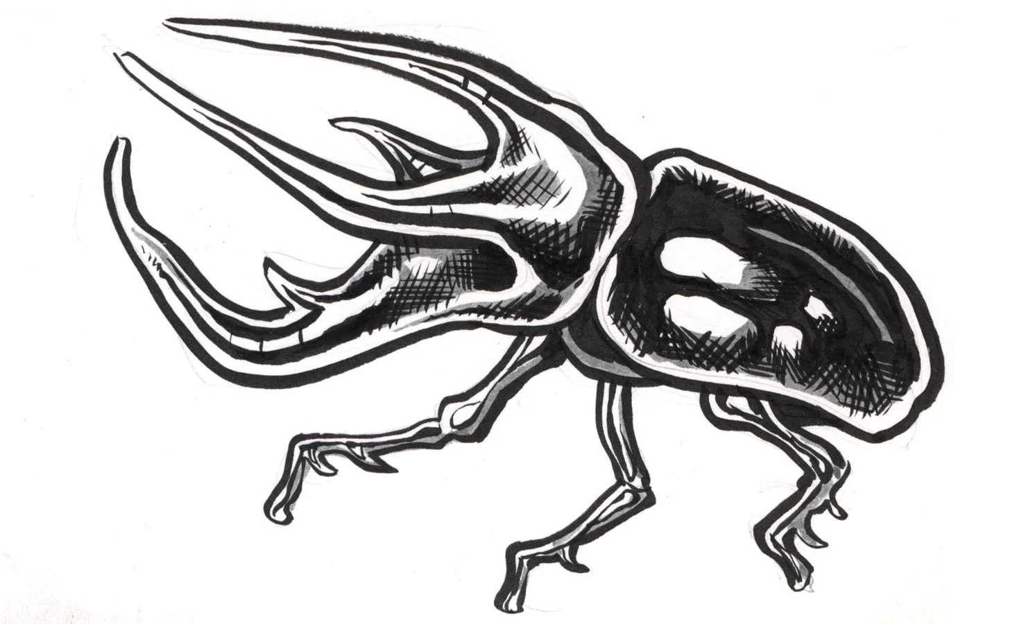 beetle.jpg