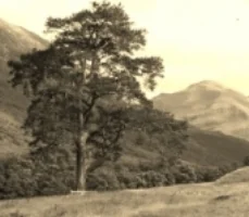 Rural view grayscale.jpg