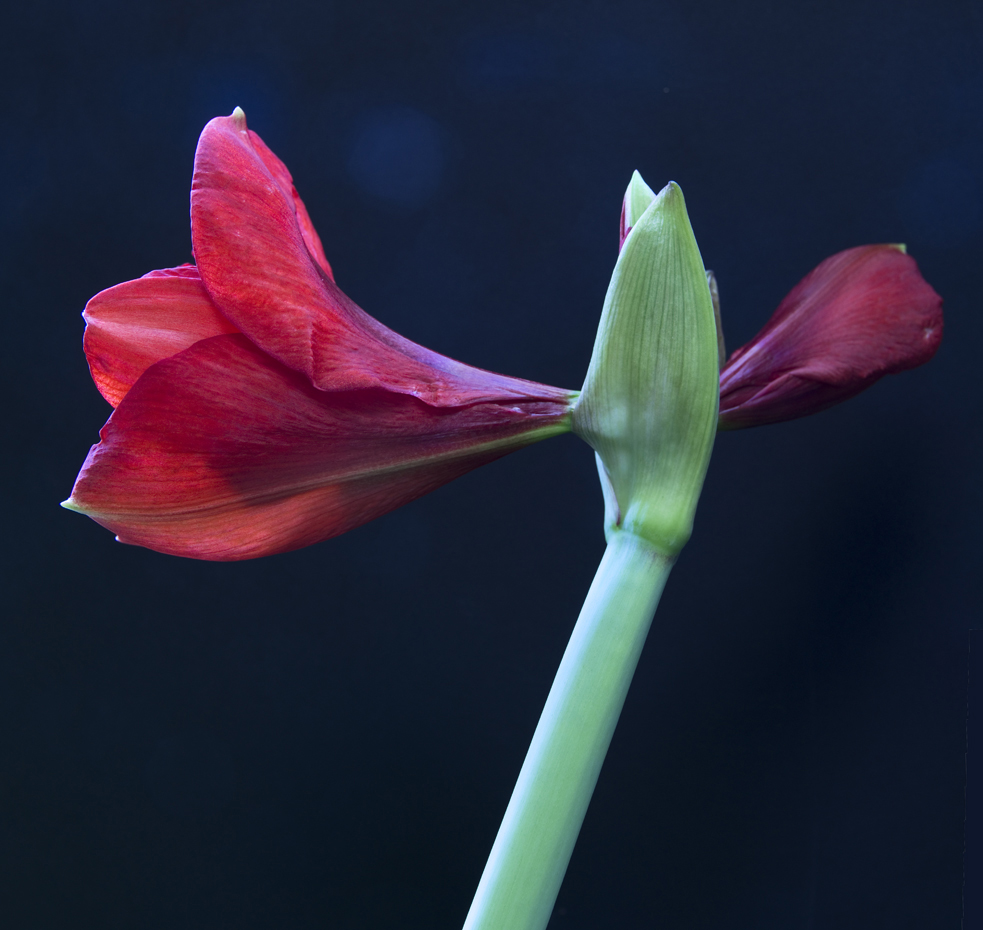 I have been photographing this year’s bloom of the Amaryllis my lovely daughter, Andrea, gave us some three years ago. Unfortunately, the resulting images are but a faint echo of the color, form, and unspeakable tenderness of this flowering. However, the actual flowering made a surprising appearance during our after dinner conversation, and I would love to give you at least a semblance of what transpired. After talking at certain length about some recent experiences in which we both failed to adequately relate with other people, Kim and I found ourselves at a thematic destination not uncommon in our on-going dialogue: the nature of personal thought and how the cultural and self-projective memory on which it is based tends to corrupt relationship. —“Just imagine the impact on human society and the natural world of seven and half billion of us, each ensconced in his or her limited experience and knowledge, and doggedly bent on the realization of particular plans and dreams. It is no wonder we have always had such difficulty getting along with each other and seem so determined to destroy what naturally sustains our very physical presence on Earth.” —“It is as foolish as it is dangerous to allow what we think we are to have such enormous effect on our individual and collective fate. When I reflect on the smallness of my life experience, the insignificance of my learning is, and the arrogance and wrongheadedness of even my most generous desires, I sense that human existence must have a much deeper significance than what we think and want, personally and collectively.” —“Yes, you are right. We see ourselves as thinkers, when the truth is that we are being thought. I mean... the larger reality is a gigantic system of rather mechanical thought that sustains itself by using human organisms as its inadvertent hosts. The past experience of humanity as a whole, the tradition of every nation and group and, on top of that, the small-time past experience of every individual determines to the greatest extent the present and future thought and behavior of the entire species. Human organisms have become isolated in the fantasy of an all-important personal existence; a fantasy that, being necessarily unstable and insecure, tends to assume the right to think and do whatever is deemed necessary to somehow improve on or somehow overcome this condition without actually abandoning it. Caught in the permanently agitated personal enclave of this collective mental set-up, the individual human organism is almost totally unable to see that it is only a memory puppet remotely controlled by thought, the unquestioned puppet-master.” —“The general system of thought you are talking about appears to me as an immense cloud, a cloud made of the images and ideas that billions of human beings entertain while thinking that they are unique entities doing what they regularly do to feel safe, to get ahead, and to pretend they are somehow exempt from death. There is more, I see bodies wearily hanging from the bottom of this cloud and then dropping off.They are the ones who are dying. They die in waves, generational waves, but the cloud remains up and floating as it always has, because the ones who drop to their death are immediately replaced by the children whose relatively innocent minds are routinely crammed with the predetermined content and ways of the cloud of thought.” —“That is really good, an accurate portrayal of the nature of thought conditioned by particular experience! However, hearing it has brought up an entirely different one to my head. Now, iImagine all of humanity free of its subservience to the provincial and egotistical character of self-centered thought. Would it not be then like a a perennially flowering creature living in perfect harmony with its environment, and never at odds with itself?” —Yes, I can see that, but at the same time find hard to imagine how human beings could stop being at odds with themselves and others, and humanity transcend its division and therefore no longer be at war with itself. At the level of integration you are suggesting is possible, how would individuals know themselves? You know what I mean? Who would we be if that famous and insatiable 'self-esteem' were to go away?” —“Yes, such a radical transformation of consciousness seems impossible, but only if considered from within the same limited framework of a self-reflective mind pre-programmed by particular experience and knowledge. But it could definitely happen if a critical number of individuals would simply wake up to the idiocy of unquestioning servitude to a false sense of separate existence and the very real conflict and suffering it interminably generates. The potential for generosity and intelligent collaboration is certainly within the reach of the human mind, but only if self-centered thought is no longer dominant. All that is necessary is a clear perception of how what we each think of ourselves, others, and life in general brings chaos to our minds and relationships.” — “Hmmm...I was just looking at the amaryllis bloom while you were talking. Why could humanity not flower just like that? We seem so stunted, ugly, and stupid carrying on and on with these divisive and stupid ways predetermined by what we each happen to remember and covet. We are so eager to destroy the innocence of our children, and we do it so that they will go grow up to be bad copies of ourselves, efficient workers and soldiers willing to serve the demands of utterly corrupt organizations, sects, and nations. I sense that the truth is that we are so addicted to self-protective and self-serving thinking, that we find it difficult to even consider the possibility of being something other than ourselves. We have become afraid of the impersonality of tenderness, terrified of the innocence and love that lie in the otherwise evident integrity of life. Look at how sweetly and vulnerably that bud asserts the truth of its unknowing participation in existence.” —“I feel a strange sense of relief when I conceive of humanity as a strangely beautiful, ever-flowering organism. Imagine how irrelevant death could be to such gigantic organism, if only we were to stop conceiving of ourselves as separate and unique entities. Death is, after all, only the way in which life renews itself. What humanity has come to think of life is an aberration, an unnatural, falsely plural illusion extending itself in time through its deranged plan to overcome fear and insecurity through personal fulfillment. The human mind does not have to operate in this manner. It is too cruel and idiotic. How different are we from that amaryllis bloom’s supremely intelligent communion with life?” —“O.K., I need to go do the dishes now.”