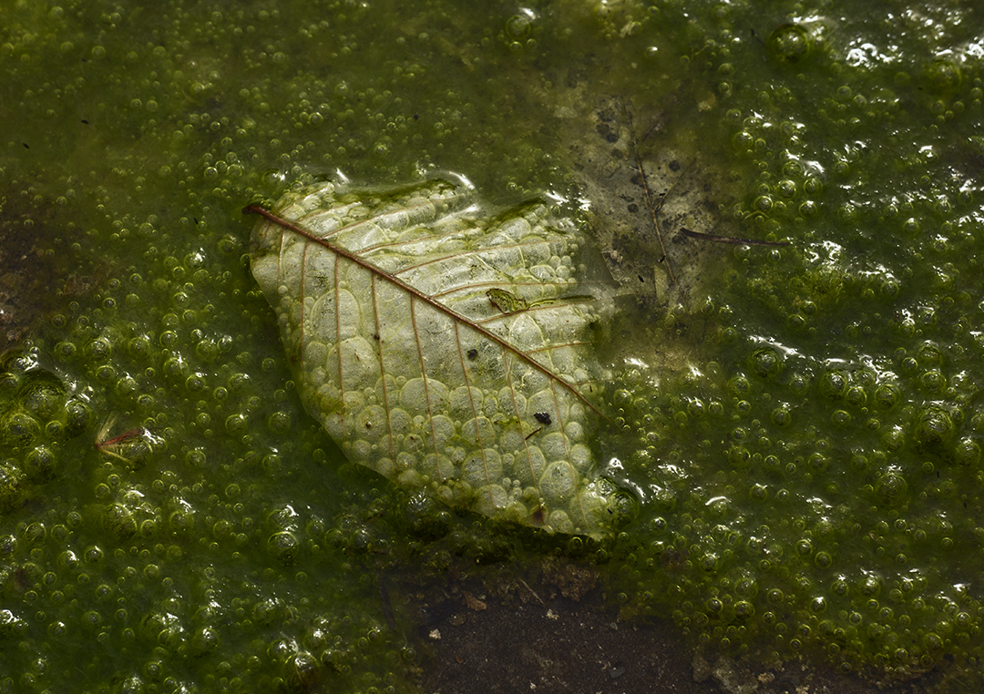 Bubbly Leaf - 2 + Detail.jpg