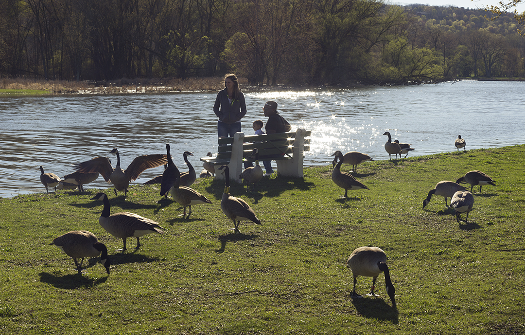 I asked for permission from the handsome couple surrounded by Canadian Geese and they were quick to grant it. They even asked me if I wanted them to strike a special pose. Not necessary, I said. The whole scene was beautiful as it was, and it took me just an instant to squeeze off a few shots. I promised that I would send the final picture if they emailed me, and that very evening I got a nice note from Travis Chavazz thanking me for taking their picture. When they received the image, Travis was kind enough to write another thank-you note, this time letting me know the names of his wife and nine-month old baby daughter (Sarina and Kiara Sue, respectively), and adding that they were feeding the big birds in Stewart park because it was there that his mother would take him when he was a little boy, and to do the same. I also learned that once a duck had bitten his mother's hand. What a nice encounter this was. I am happy to introduce you all to the Chavazz family, if lucky you too may run into them.