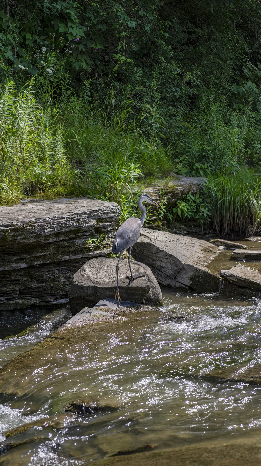 Blue Heron - 10 +.jpg