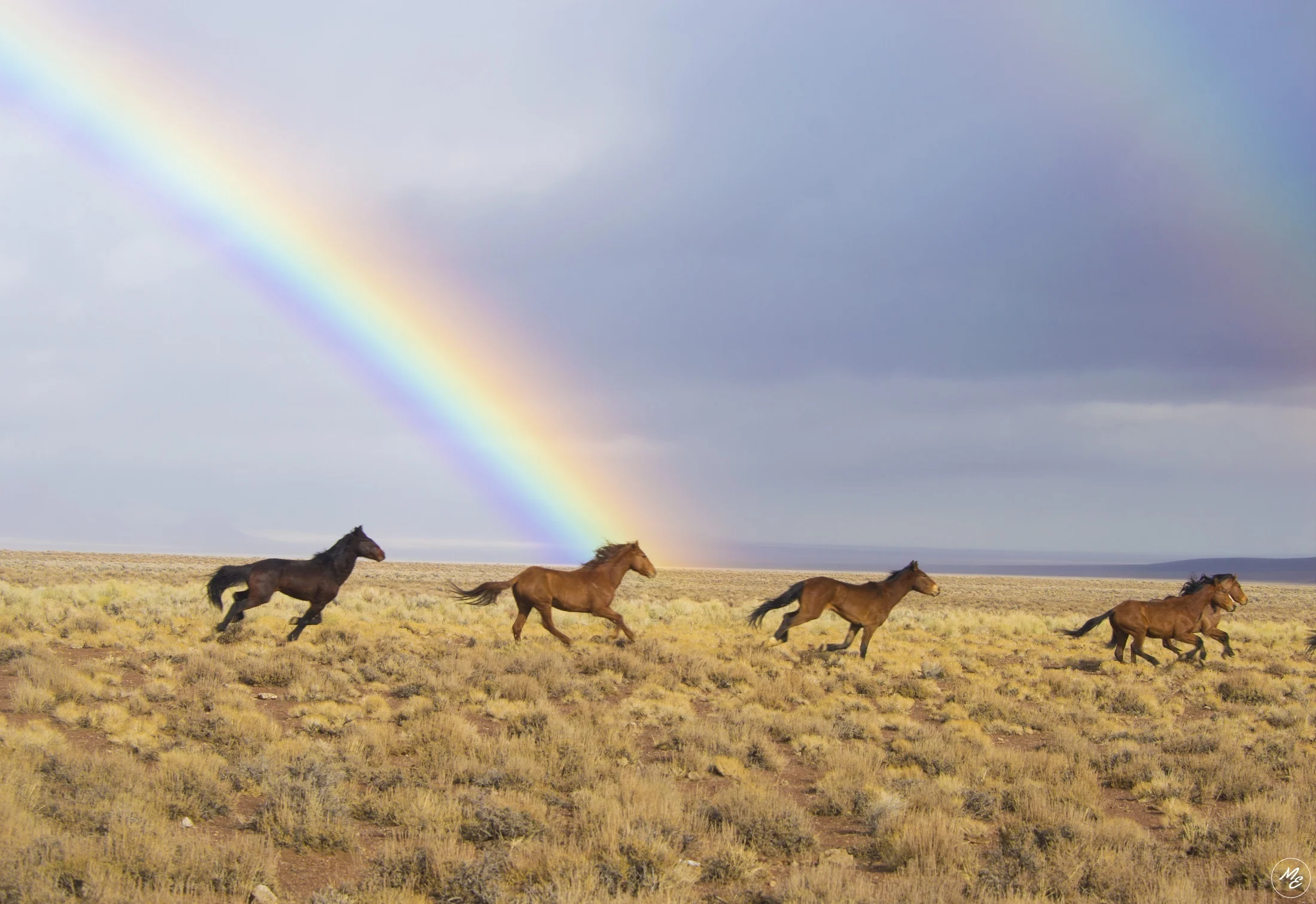 Rewards-punishments-horses-Montessori.jpg