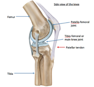PF joint.png