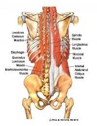 Paraspinals: group of muscles that run along the spine- from the neck down to the pelvis 