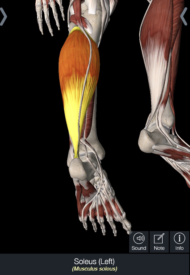 Soleus pic.jpg