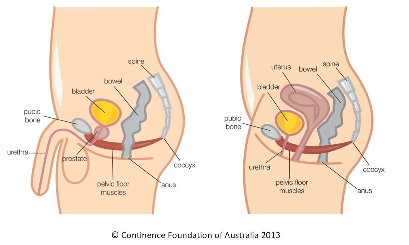 MF_pelvic_floor_copyright.jpg