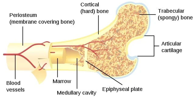 bone.jpg