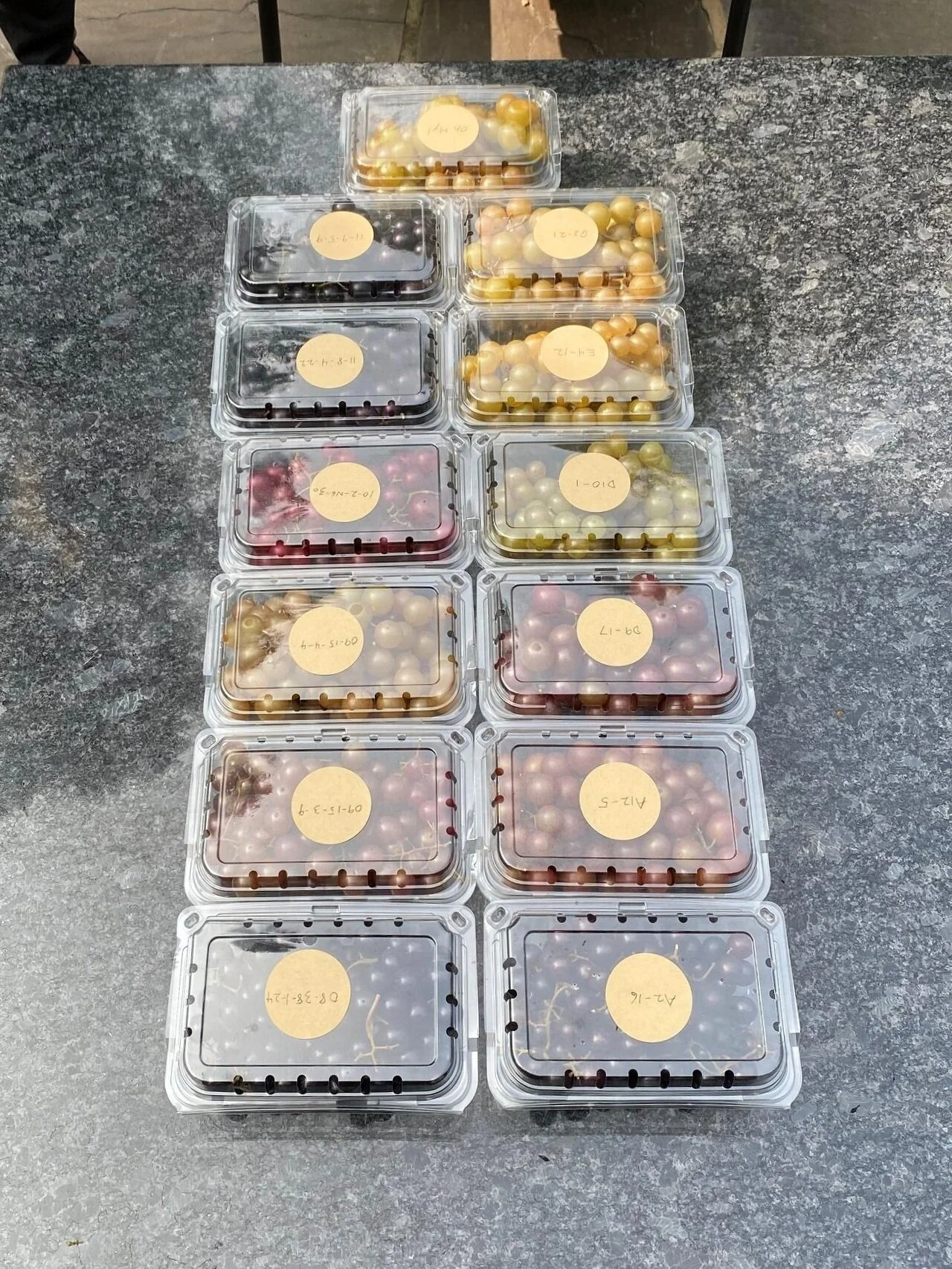 Grapes, grapes, grapes